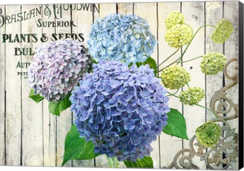 Framed Farm Seed Hydrangeas Print