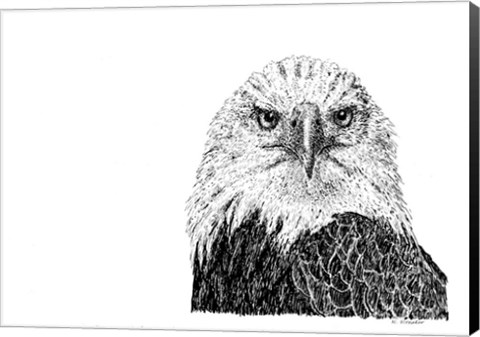 Framed Bald eagle Print
