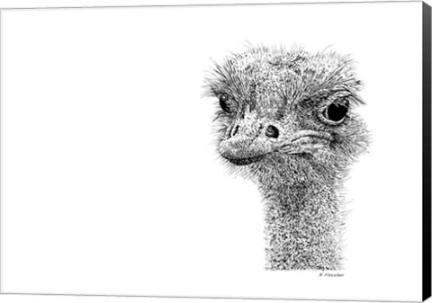 Framed Ostrich Print