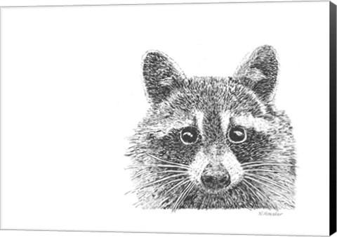 Framed Raccoon Print