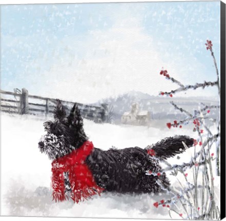 Framed Black Scottie Dog Print