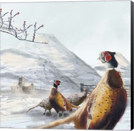 Framed Ring Necked Pheasant Print