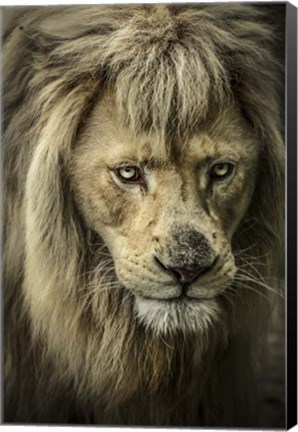 Framed White Albino Lion IV Print