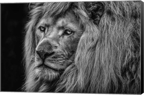 Framed White Albino Lion Close Up Black &amp; White Print