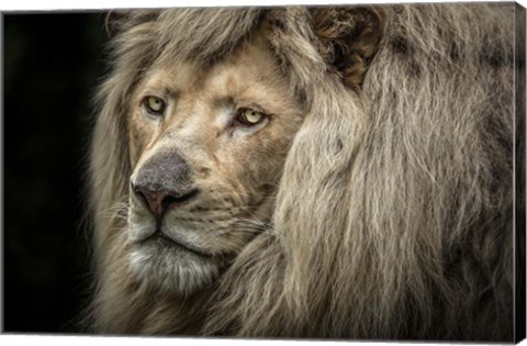 Framed White Albino Lion Close Up Print