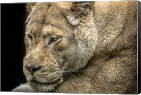 Framed Female White Lion Print