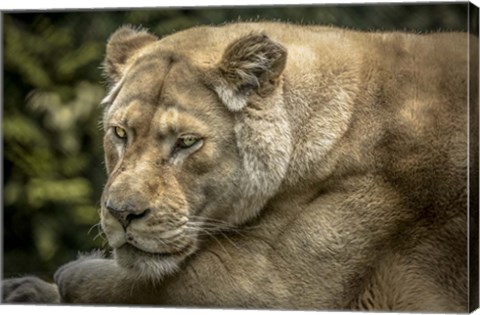Framed Female White Lion II Print
