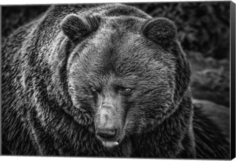 Framed Grizzly Black &amp; White Print