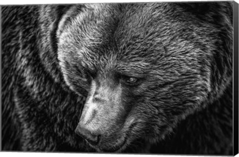 Framed Grizzly Close Up Black &amp; White Print