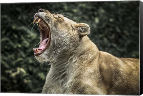 Framed Female White Lion Roars Print