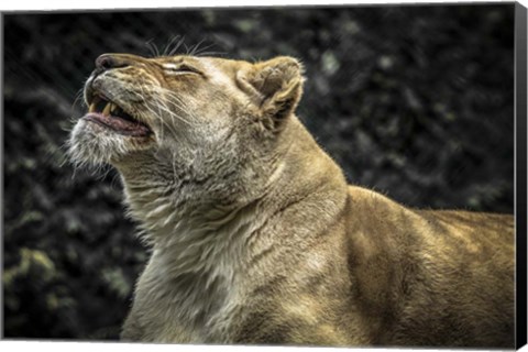 Framed Female White Lion Roars II Print