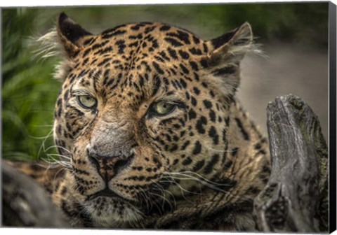 Framed Jaguar Close Up Print