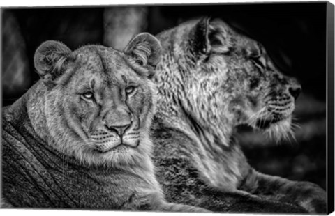 Framed Two Female Lions Black &amp; White Print