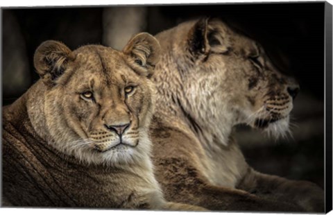 Framed Two Female Lions Print