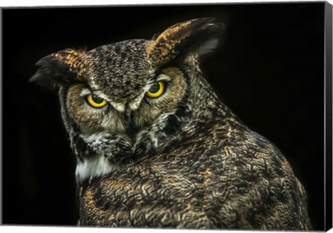 Framed Yellow Eyed Owl Print