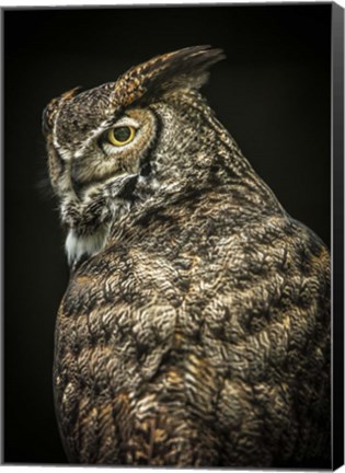 Framed Yellow Eyed Owl II Print