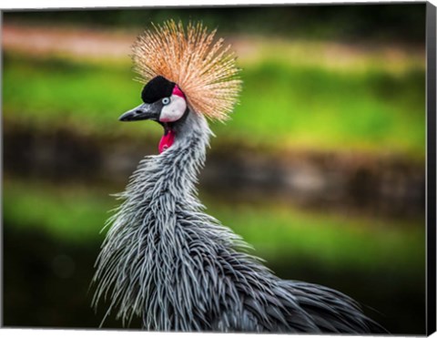 Framed Crowned Crane Print