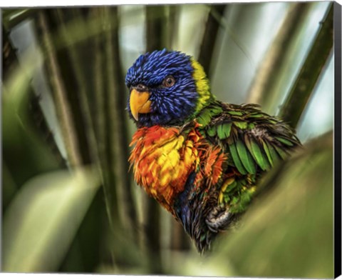 Framed Colorfull Bird III Print