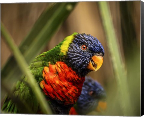 Framed Colorfull Bird IV Print