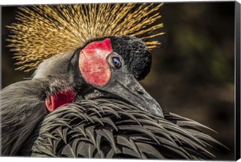 Framed Crowned Crane II Print