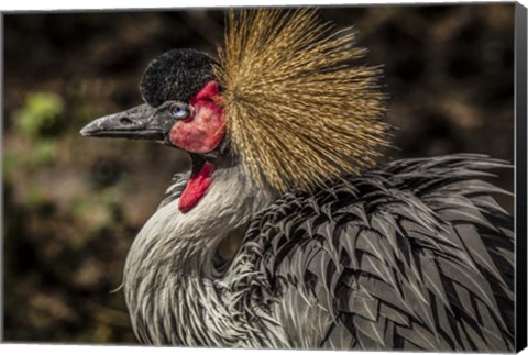 Framed Crowned Crane III Print