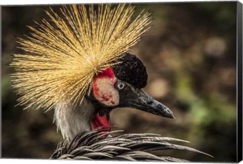 Framed Crowned Crane V Print