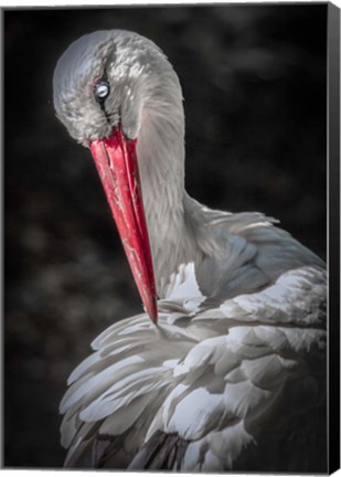 Framed Stork Print