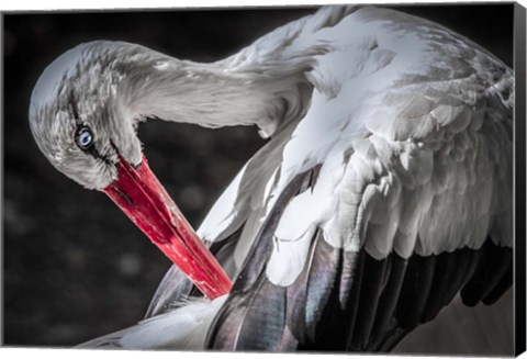 Framed Stork III Print