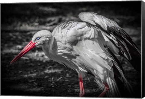 Framed Stork IV Print