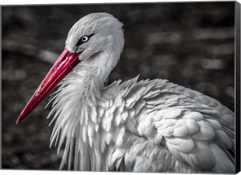 Framed Stork V Print