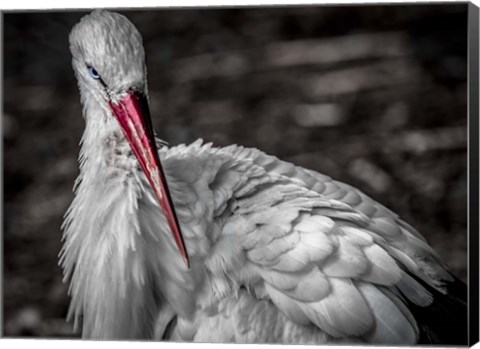 Framed Stork VI Print