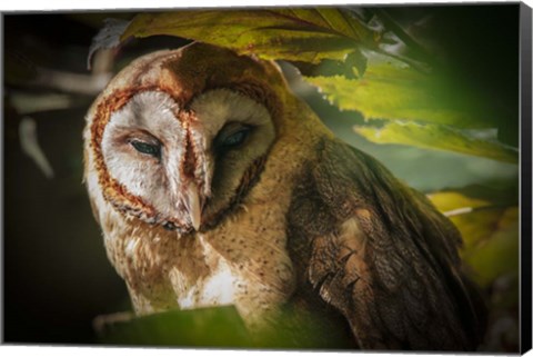 Framed Tawny Owl Print