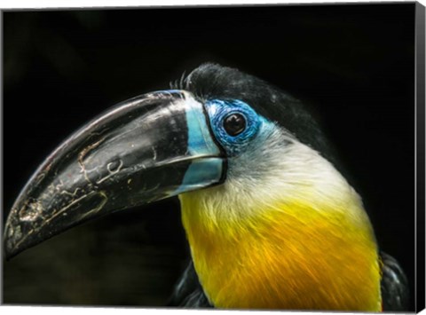 Framed Toucan Print