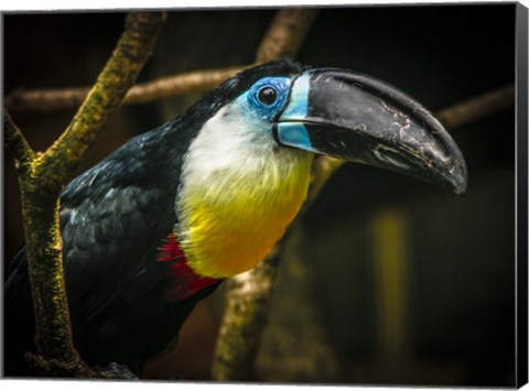 Framed Toucan II Print