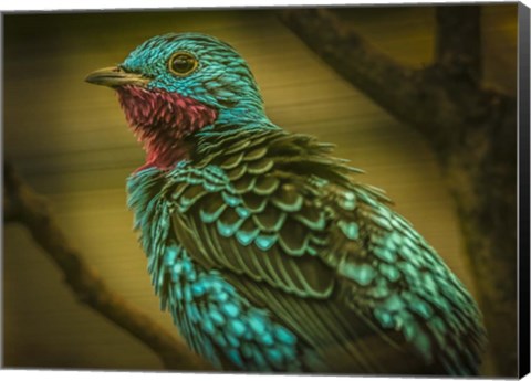 Framed Colorfull Bird V Print