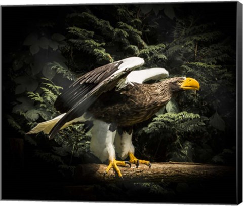 Framed Steller Eagle II Print