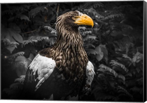 Framed Steller Eagle IV Black Print