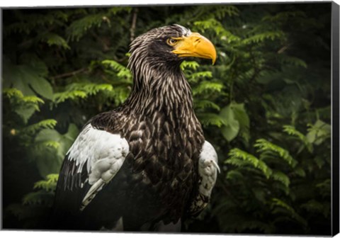 Framed Steller Eagle IV Print