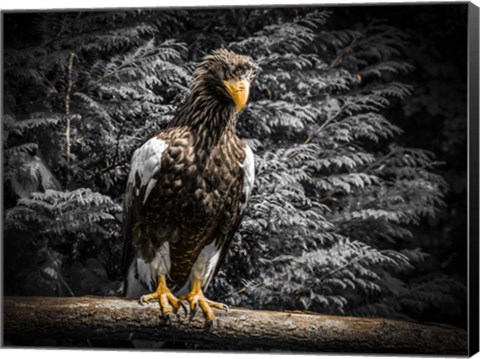 Framed Steller Eagle V Print