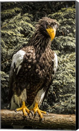 Framed Steller Eagle VI crop Print
