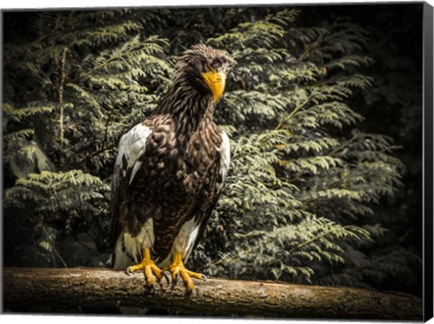 Framed Steller Eagle VI Print