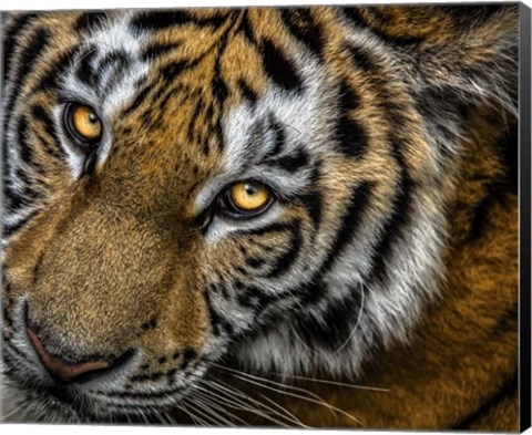 Framed Tiger Close Up Print