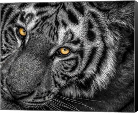 Framed Tiger Close Up Black &amp; White Print