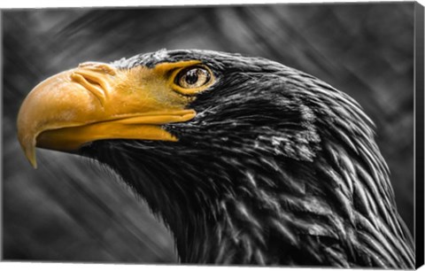 Framed Steller Sea Eagle Black &amp; White Print
