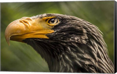 Framed Steller Sea Eagle Print