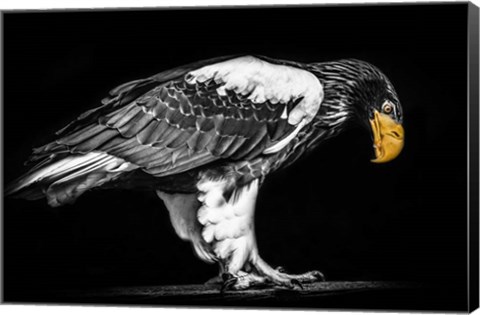 Framed Steller Sea Eagle II Black &amp; White Print