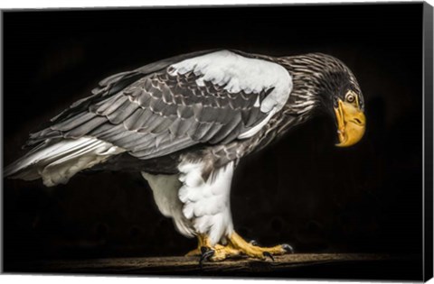 Framed Steller Sea Eagle II Print