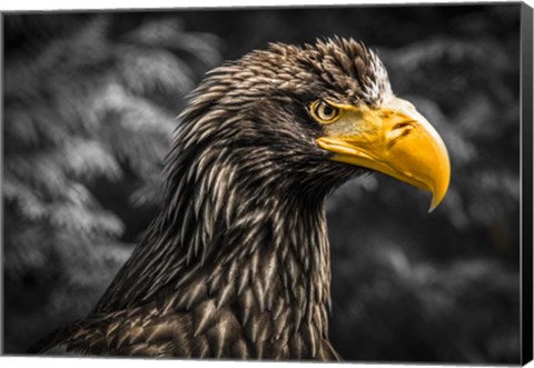 Framed Steller Sea Eagle III Black Print