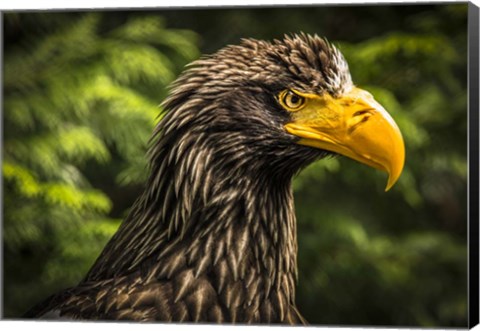 Framed Steller Sea Eagle III Print