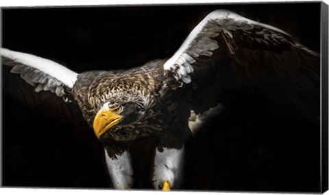 Framed Steller Sea Eagle Wings Print